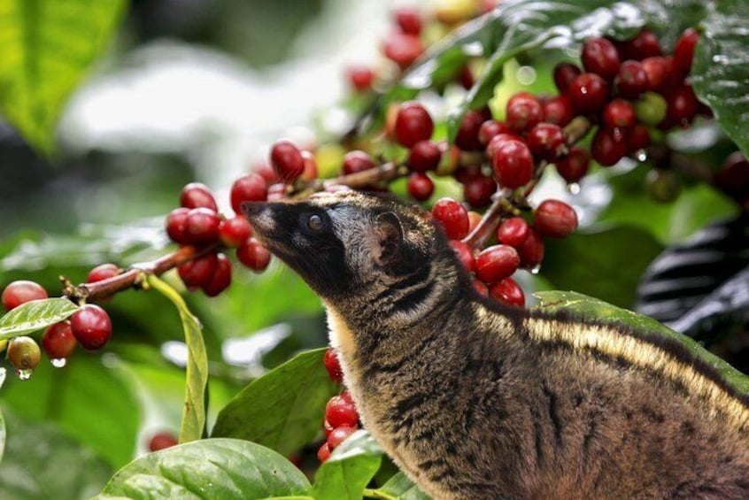 Weasel Coffee