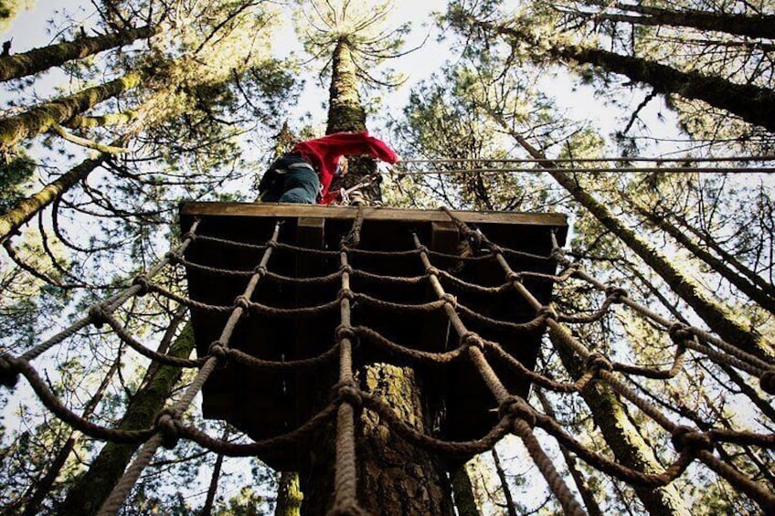 Conquer the treetops at Tenerife island!