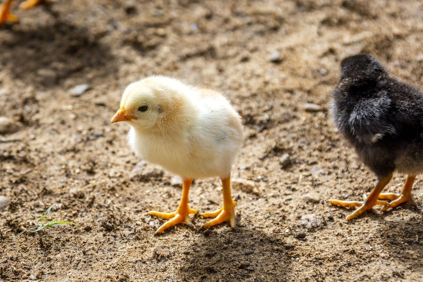 Chickens in Punta Cana 