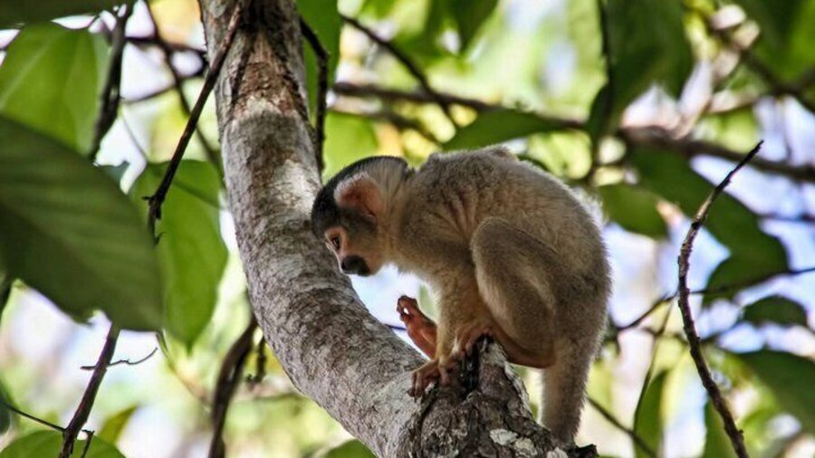 Monkey island