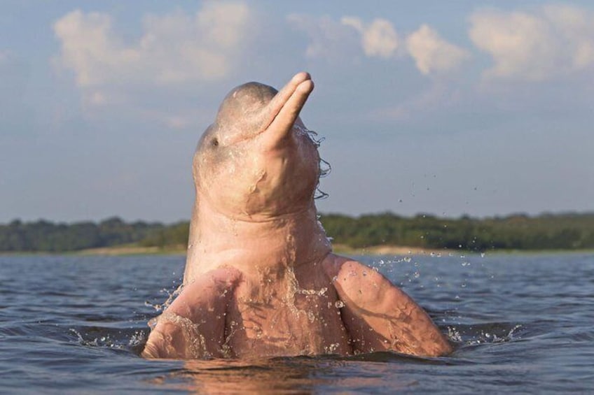3 days Amazon Jungle tour with Pink Dolphin watch from Iquitos