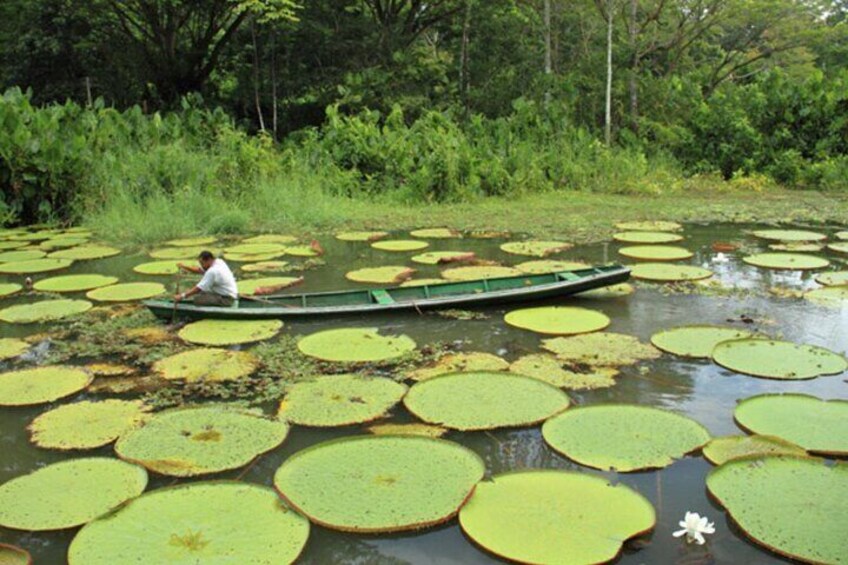 Iquitos: 3 Days and 2 Nights Amazon Jungle Tour