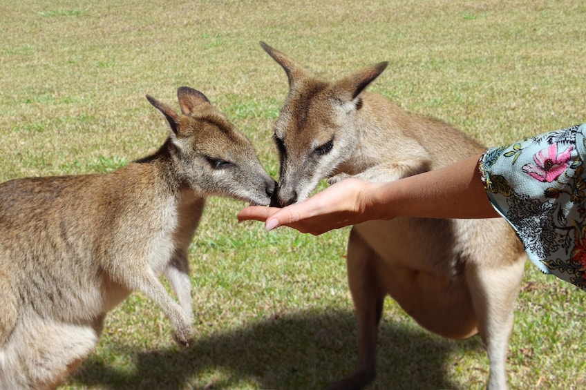 Activity Kuranda Rainforest, Culture and Wildlife Tour