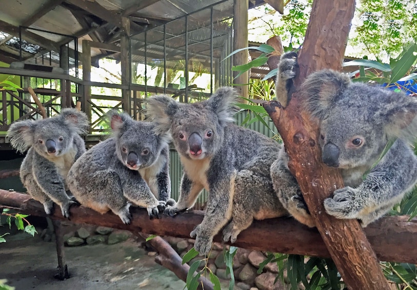 Activity Kuranda Rainforest, Culture and Wildlife Tour