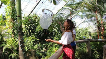 Rainforestation Nature Park Butterfly Sanctuary Kuranda Village