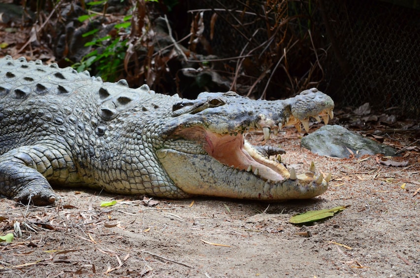 Activity Cape Tribulation, Daintree and Wildlife Tour