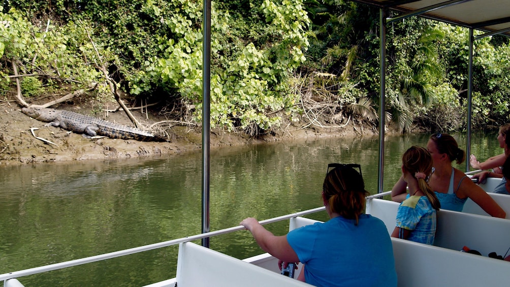 Guests enjoying a scenic guided cruise on the Daintree River