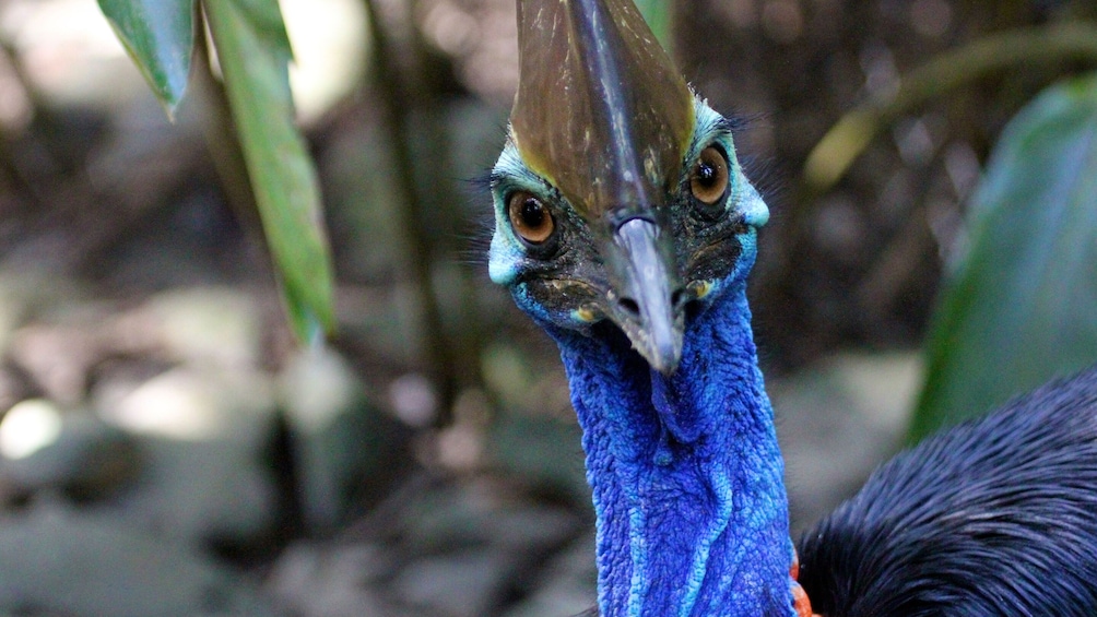 Activity Cape Tribulation, Daintree and Wildlife Tour