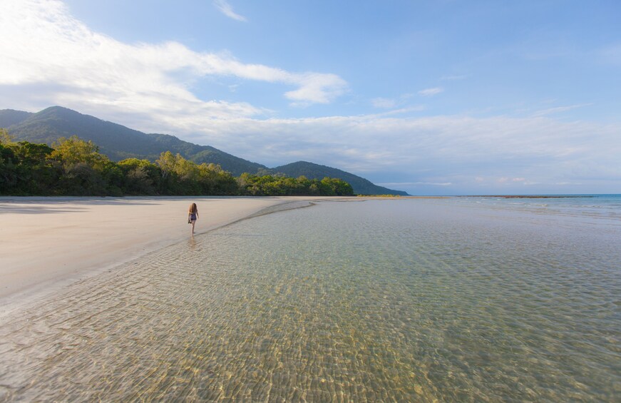 Activity Cape Tribulation, Daintree and Wildlife Tour