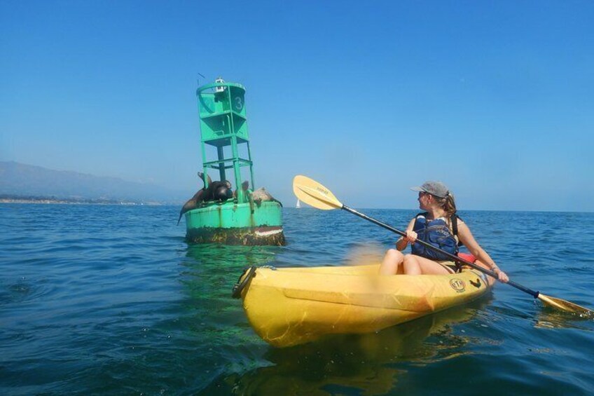 Santa Barbara Wildlife and History Kayaking Tour