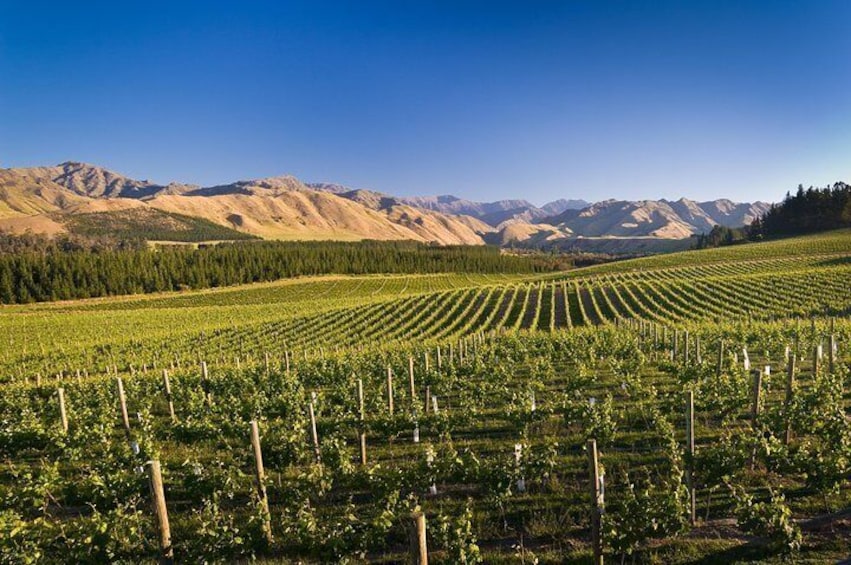 Marlborough vineyards offer great photo opportunities!