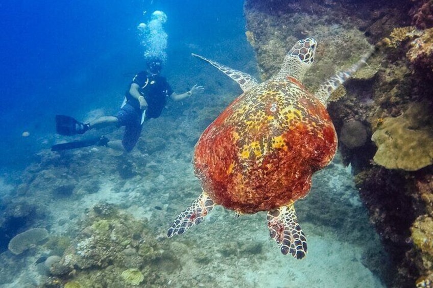 diving is the best