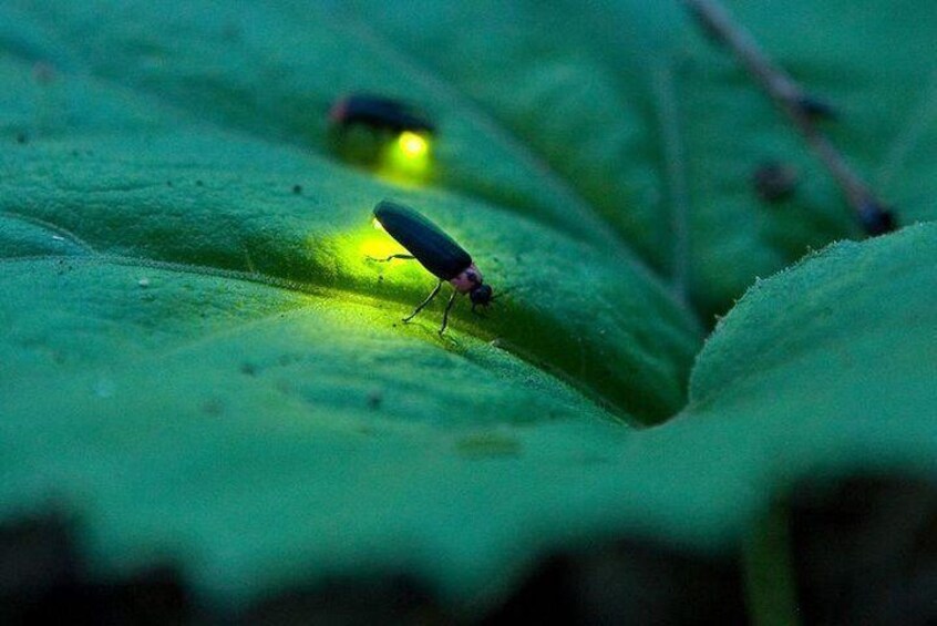 Shared Puerto Princesa Firefly Watching
