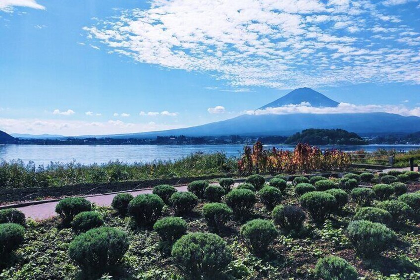 Scenic Spots of Mt Fuji and Lake Kawaguchi 1 Day Bus Tour