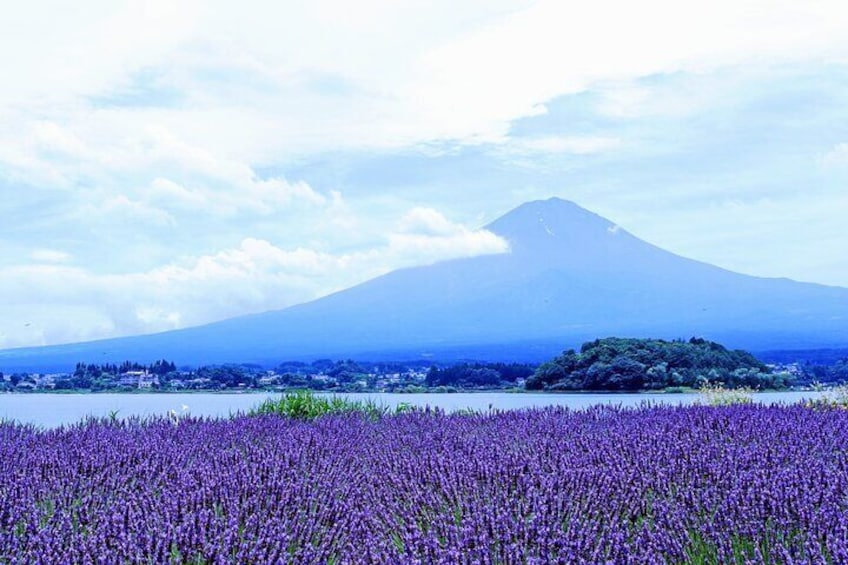Scenic Spots of Mt Fuji and Lake Kawaguchi 1 Day Bus Tour