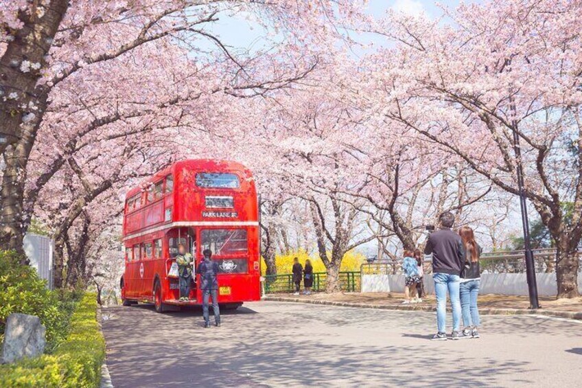 Daegu E-world Cherry Blossom Tour From Busan