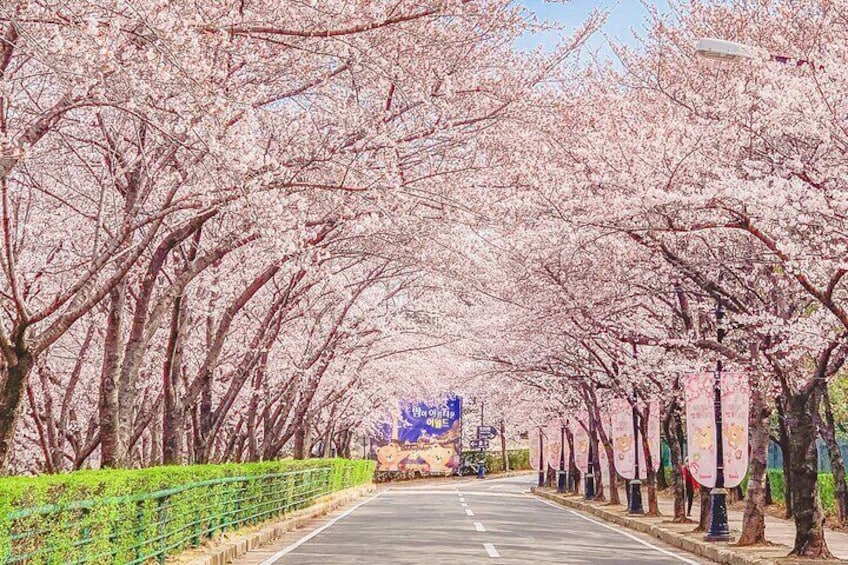 Daegu E-world Cherry Blossom Tour From Busan