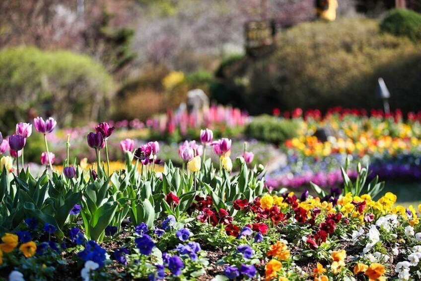 The Garden of Morning Calm (spring)