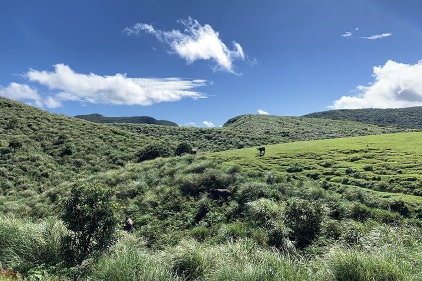 Yangmingshan National Park