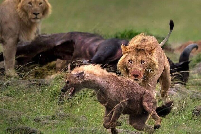 3 Days Safari (Lake Manyara / Ngorogoro Crater / Tarangire National Park)