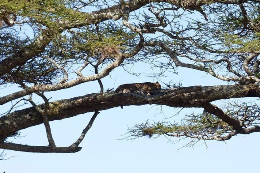 3 Days Lodge Safari Lake Manyara, Ngorogoro Crater, Tarangire National Park