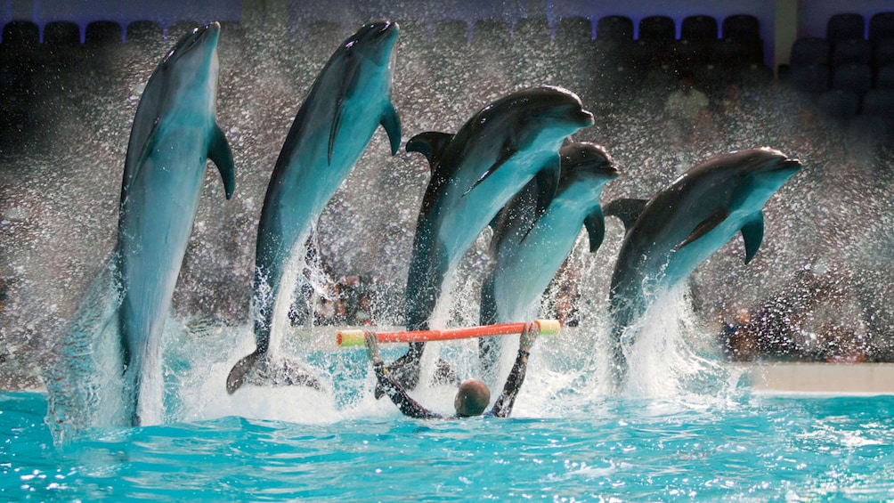 Show item 3 of 5. Five dolphins leaping over a pole at the Dolphinarium in Dubai