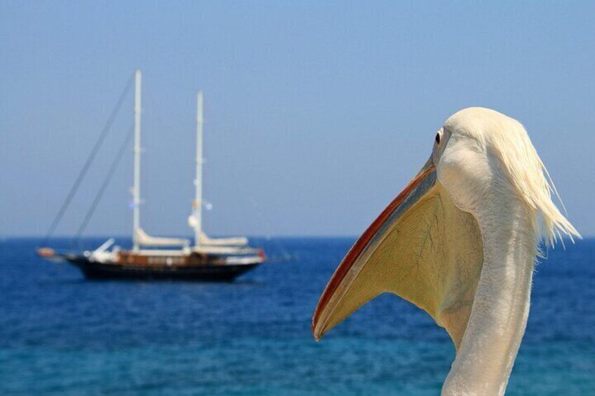Sightseeing with a Mykonian