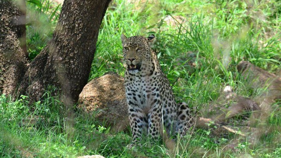 African Safari in Pilanesberg National Park - 1 day adventure