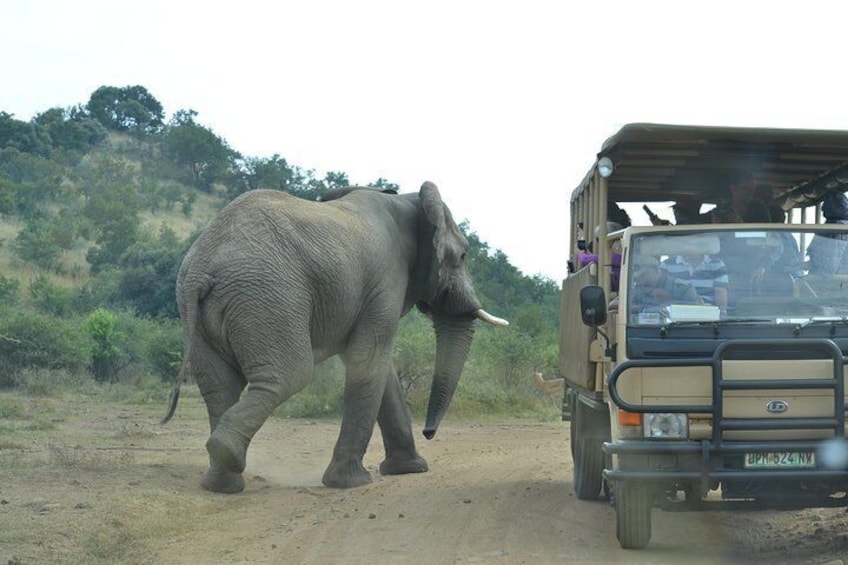 African Safari in Pilanesberg National Park - 1 day adventure