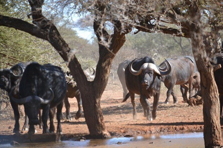 African Safari in Pilanesberg National Park - 1 day adventure