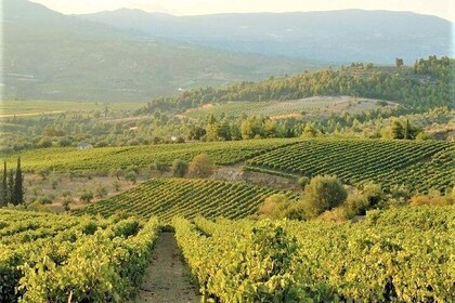 4. Wine Tasting: The ambassador grape varieties of Greece