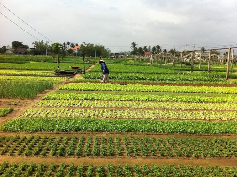 Flavors of Vietnam: Hoi An  Market & Tra Que Village Cooking Class