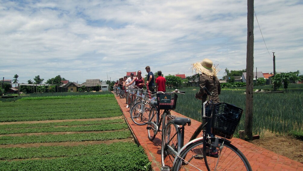 Tourists on a bicycling tour takes a stop next to the rice fields in Hoi An Vietnam 