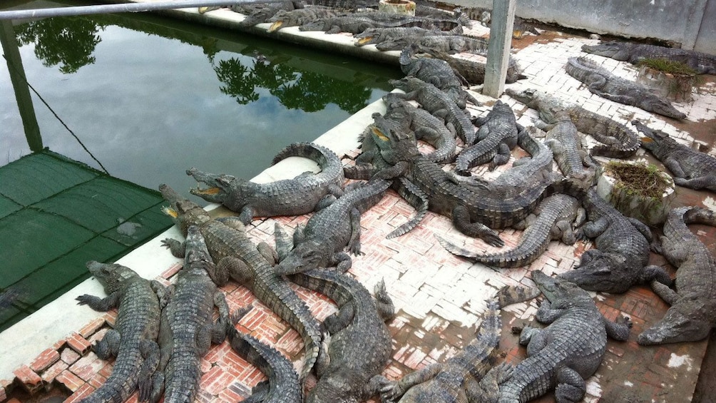 alligators in Ho Chi Min City