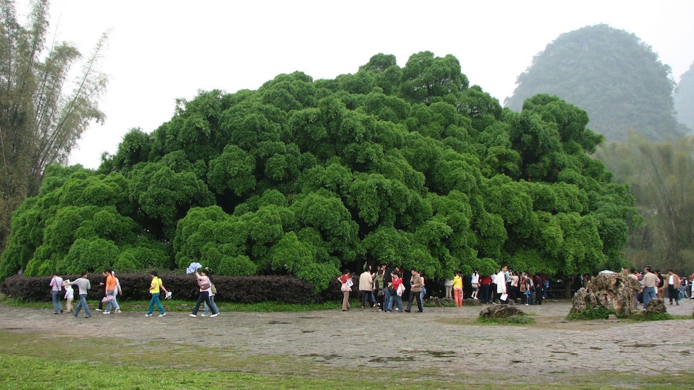visitors walking around thick trees in Yangshuo
