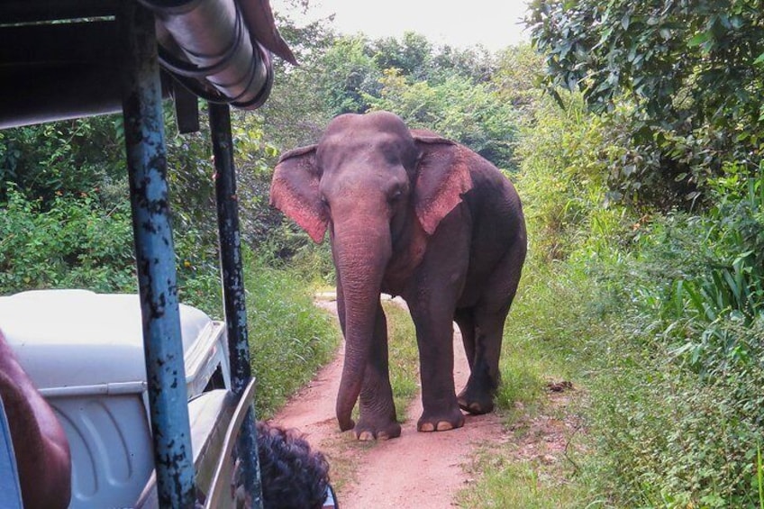 Wasgamuwa National Park Safari