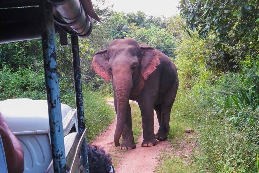 Wasgamuwa National Park Safari
