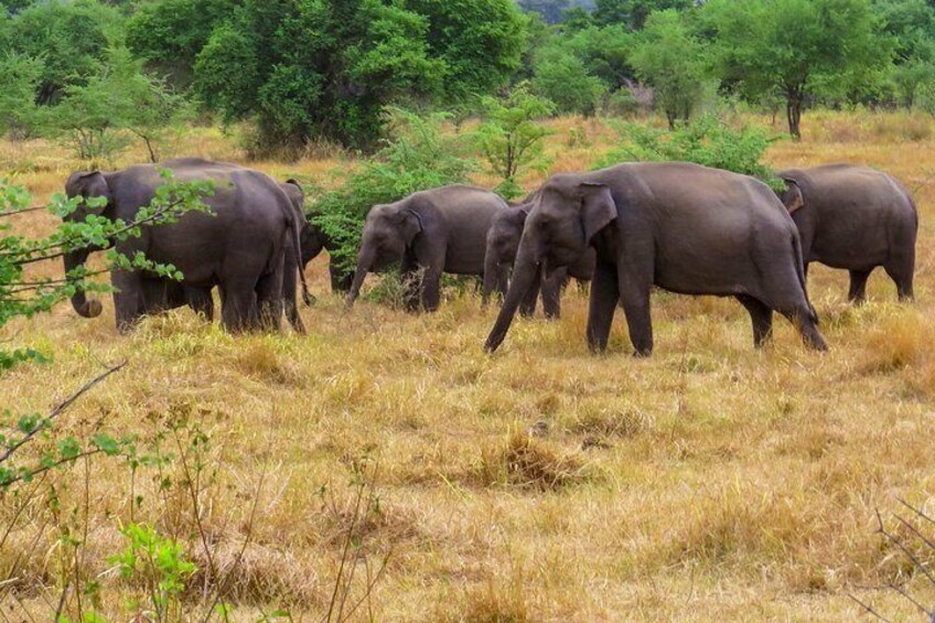 Wasgamuwa National Park Safari