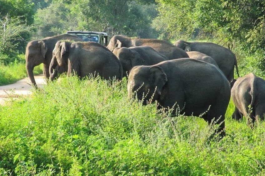 Wasgamuwa National Park Safari