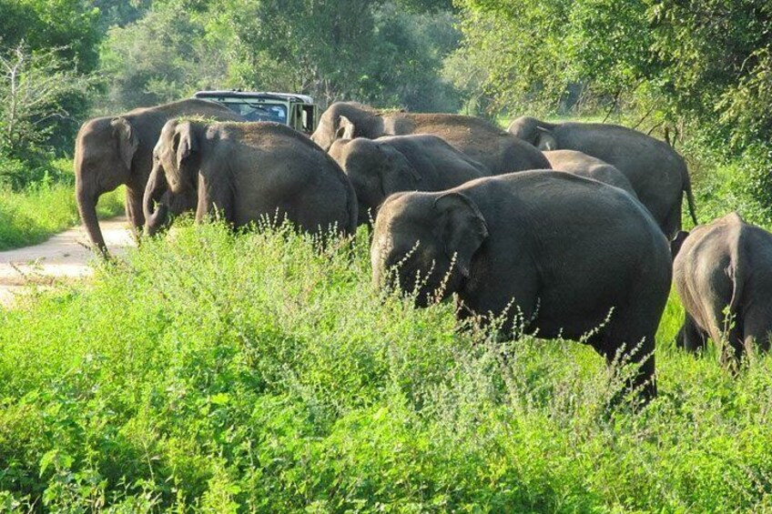 Wasgamuwa National Park Safari