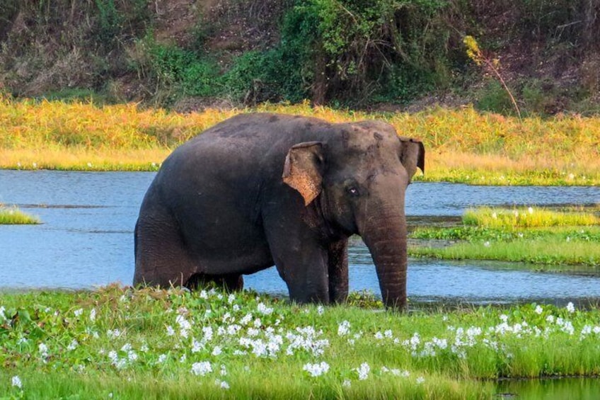 Wasgamuwa National Park Safari