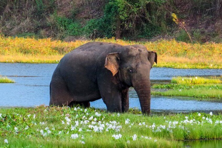 Wasgamuwa National Park Safari