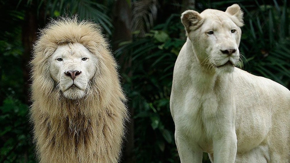 Male and female white lions at the Night Safari in Singapore