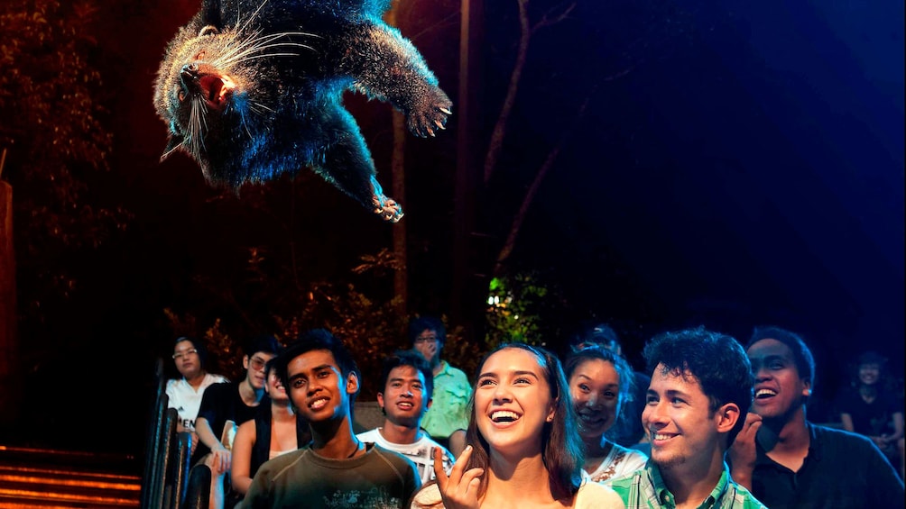 Audience watching a projection of an animal floating over them at the Night Safari in Singapore