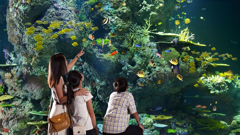 Mother with children looking at the tropical fish in the SEA Aquarium in Singapore 