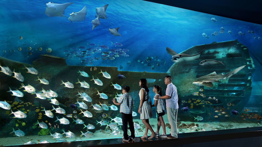 Family looking at large school of fish near the glass at the SEA Aquarium in Singapore 