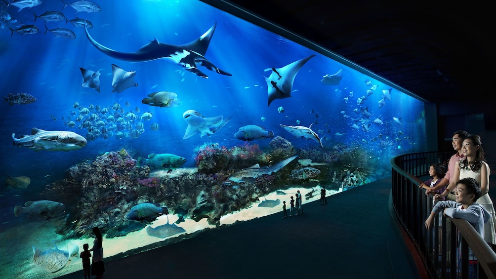 Family looking a huge fish tank from balcony at the SEA Aquarium in Singapore 