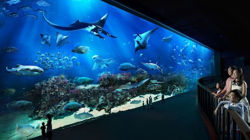 Entrada de 1 día a S.E.A. Aquarium™ con recogida en el hotel