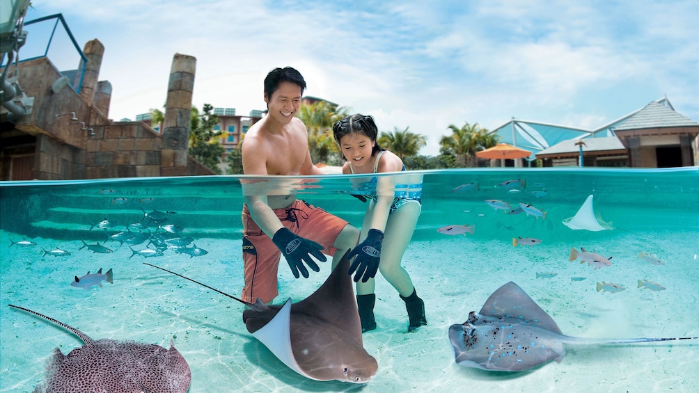 Dad and daughter in manta ray tank touching a manta ray with gloves on in the adventure cove waterpark in singapore 