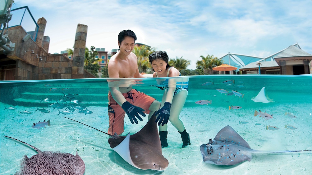 Dad and daughter in manta ray tank touching a manta ray with gloves on in the adventure cove waterpark in singapore